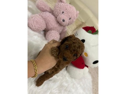 Sağlık ve ırk garantili toy poodle