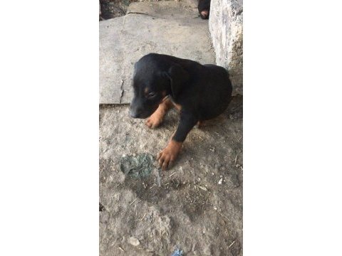 Doberman 35 günlük dişi
