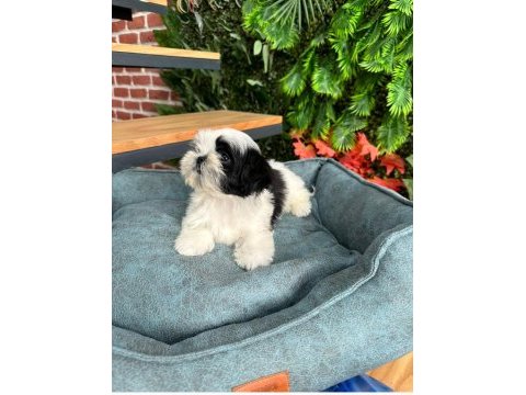2.5 aylık full secere shih tzu yavruları
