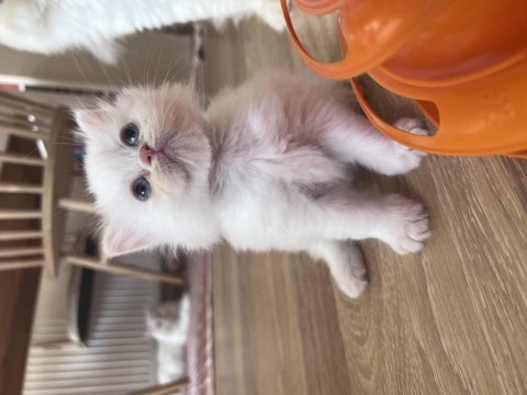 Bembeyaz 2 aylık erkek saf chinchilla kedisi
