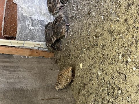 Taze bıldırcın ve bıldırcın yumurtası satışı