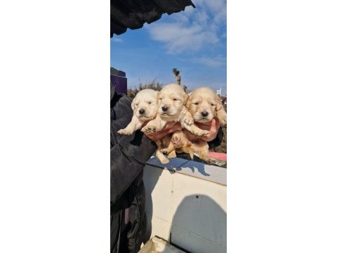 Safkan golden retriever yavruları ücretsiz değildir