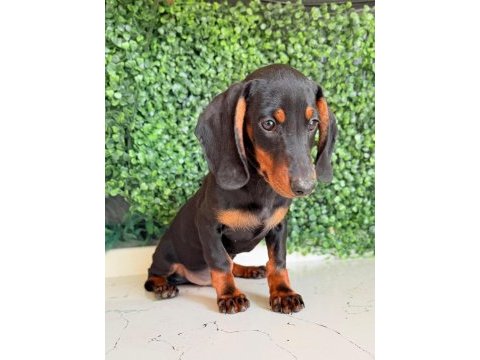 Choco tan ve black tan dachshund yavrular