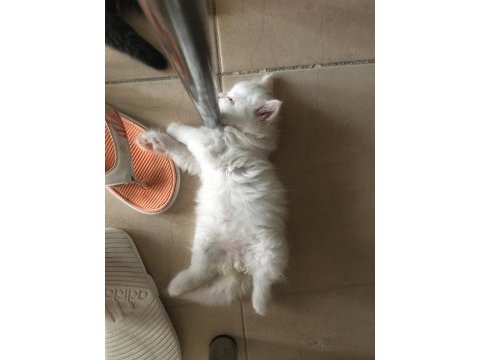 British longhair yavrular