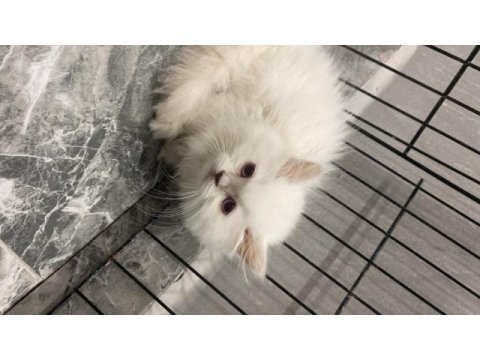 British longhair blueponit