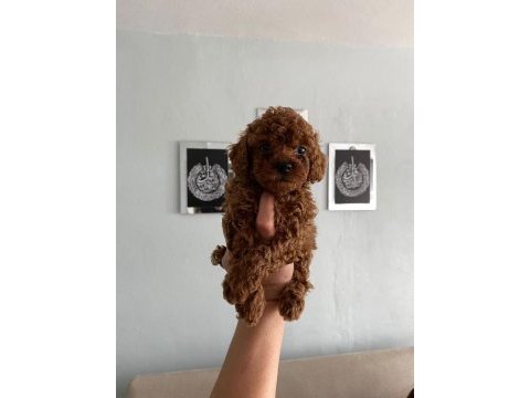 Poodle yavrularım ailelerini bekliyor