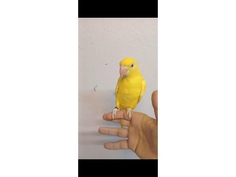 Sarışeker pakistan papağanı bebek