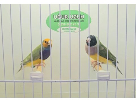 Şampiyonundan jumbo gouldian finch gökkuşağı ispinozu