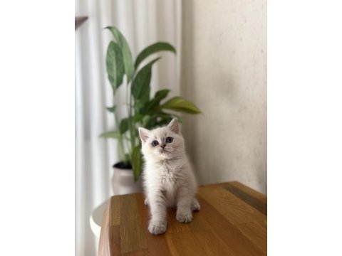 Bebek yüz british shorthair 