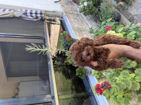 Orjinal erkek korea poodle yavrularımız