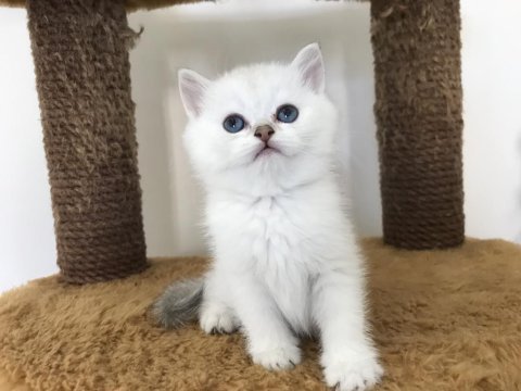 Mama karşılığında british shorthair
