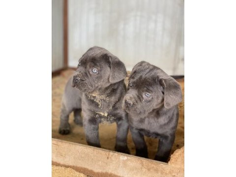 Üst seviye cane corso yavruları