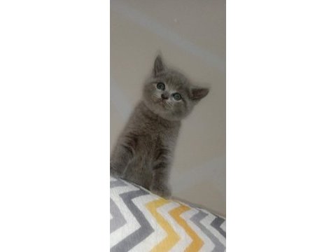 Secereli yavrular scottish fold