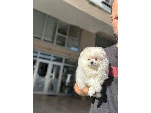 Pomeranian boo yavruları