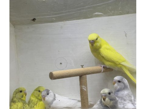 Bebek çek muhabbet kuşlar