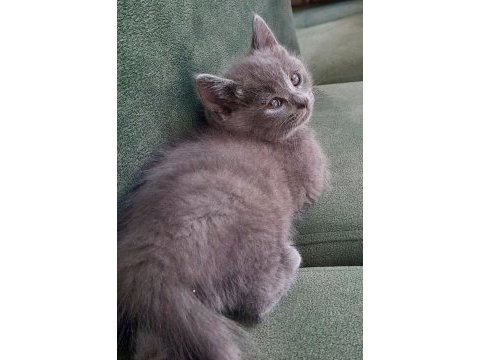 British shorthair bebekler