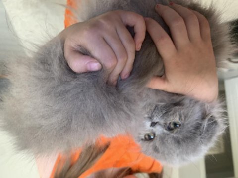 Sıfır burun sıfır kulak scottish fold