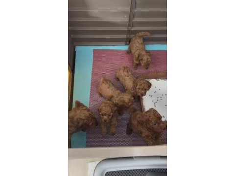 Red/red-brown kaliteli toy poodle yavruları