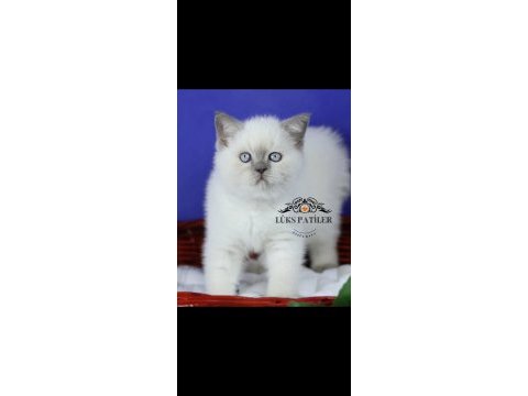 Asaletli blue point british shorthair