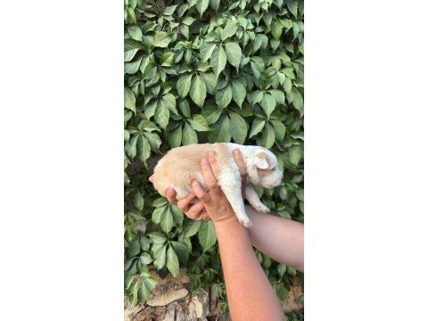 Temmuz doğumlu yeni border collie bebekler