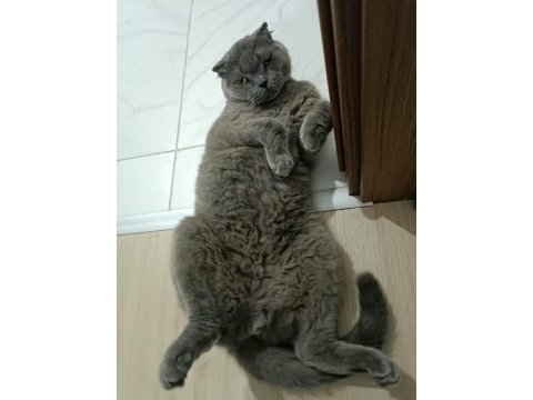 Dünyanın en sakin uslu kedisi scottish fold