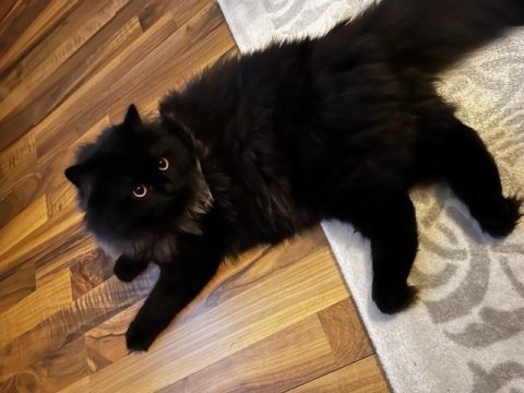 8 aylık chinchilla erkek tüm aşıları tam