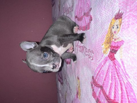 Fransız bulldog bebeklerım