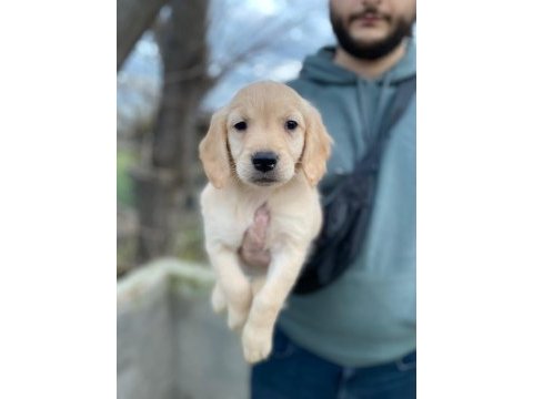 Dünya tatlısı golden retriever yavrularım