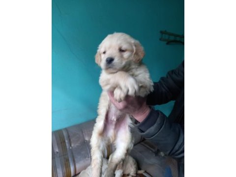 Golden retriever