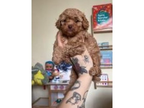 Erkek dişi toy poodle