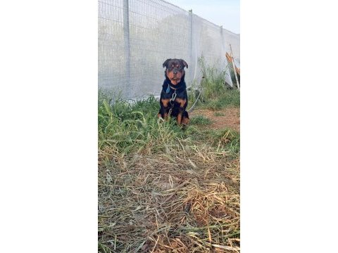 Orjinal rottweiler yavrularımız 
