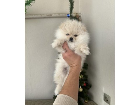 Pomeranian yavrum
