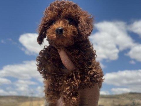 Show kalite redbrown toy poodle yavrularımız