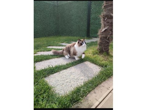 Ragdoll yavrular 5 günlük