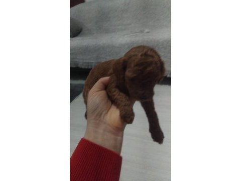 Red brown toy poodle yavrular ev ortamında büyümüş