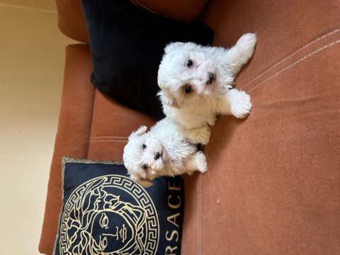 Maltese terrier bebekler! gaziantep!