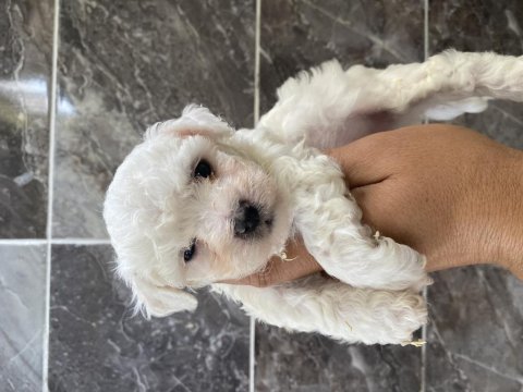 Orjinal kar beyaz bichon frise yavrular
