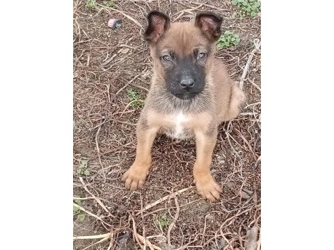 Orijinal malinois köpeği
