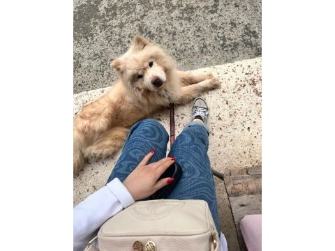 Chow chow terk edilmiş