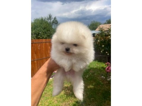 Ayı surat erkek pomeranian