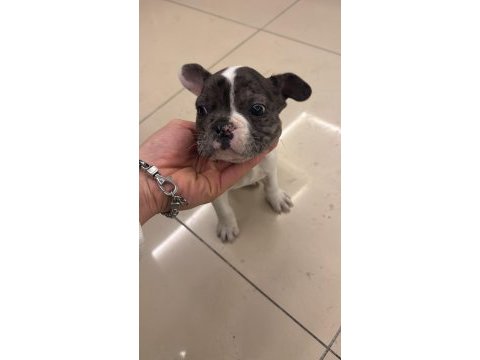 French bulldog ve pug yavrusu
