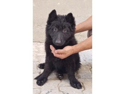 Showline longhair alman çoban köpeği