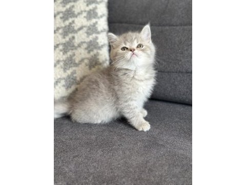Kehribar göz blue tabby british yavrularımız hazır