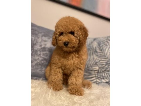 Poodle erkek yavru