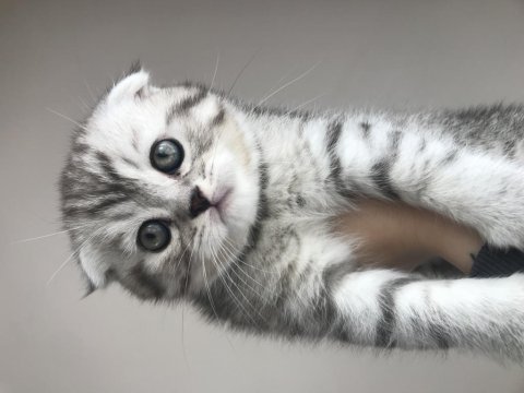 Scottish fold 2 aylık
