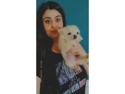 Chihuahua (şivava) yavrular