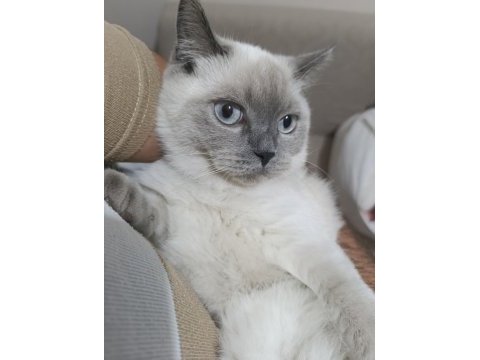Kedimiz 1 yaşında olup british shorthair point erkektir