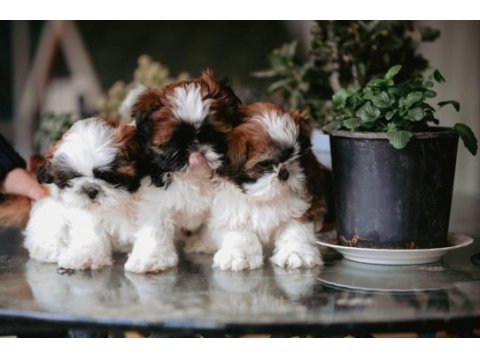 Safkan harika anne altından shih tzu bebekler