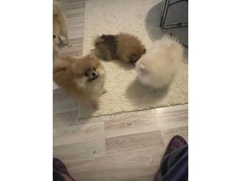 Orjinal pomeranian yavrularımız