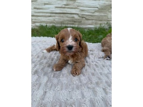 Minik maltipoo yavrularımız